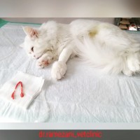 1748332768_جراحی عقیم سازی گربه ماده.jpg